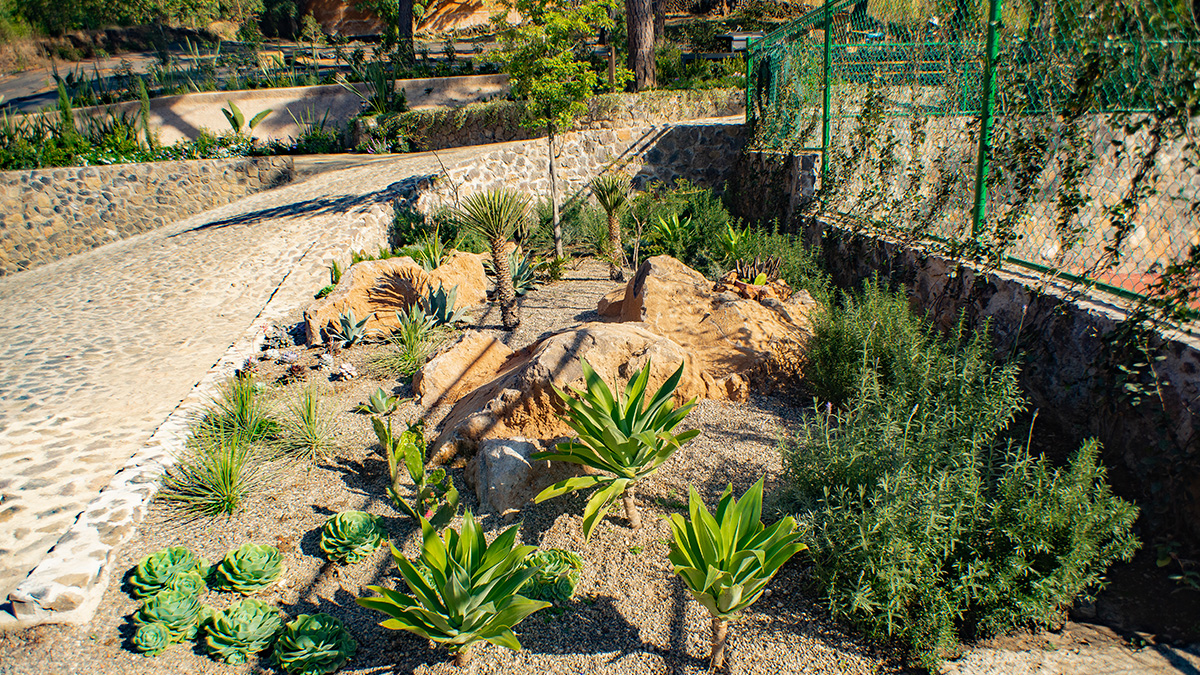 Jardín de aspecto desértico con un camino empedrado adornado con diferentes plantas y árboles.
